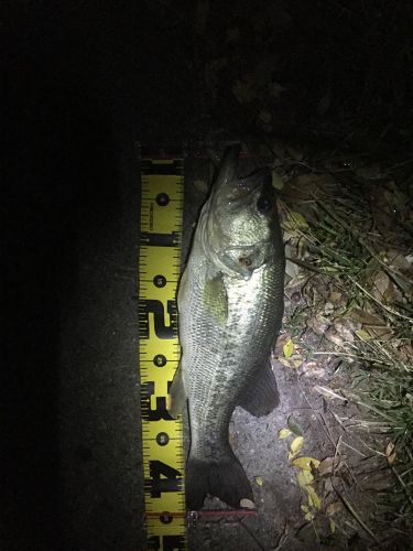 ブラックバスの釣果