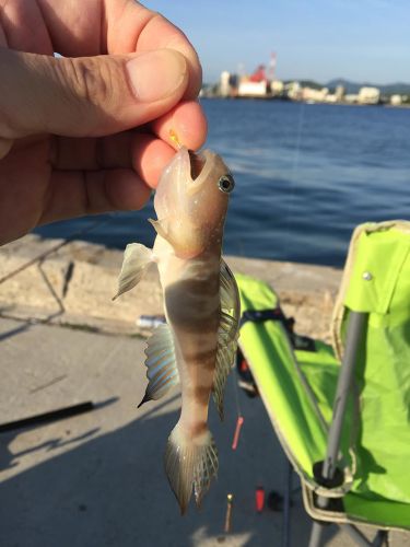 イトヒキハゼの釣果