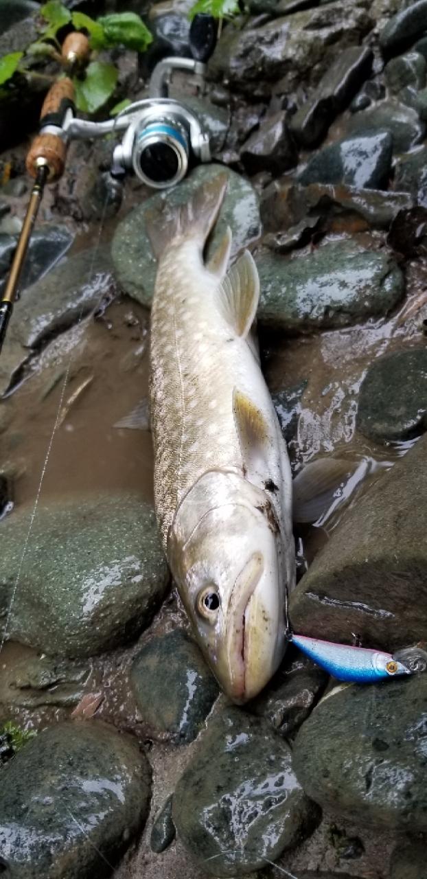 アメマス