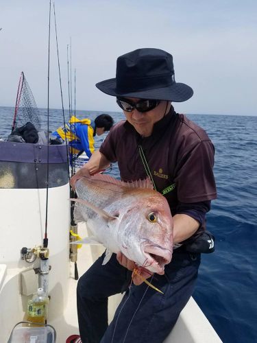 マダイの釣果