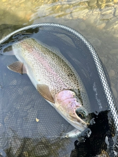 ニジマスの釣果