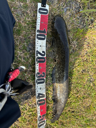 マナマズの釣果