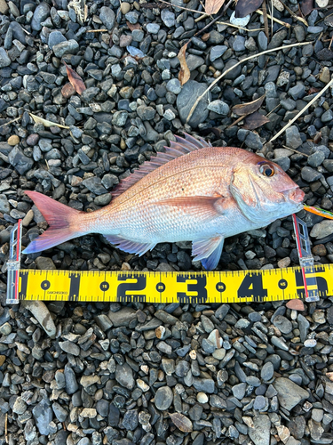 マダイの釣果