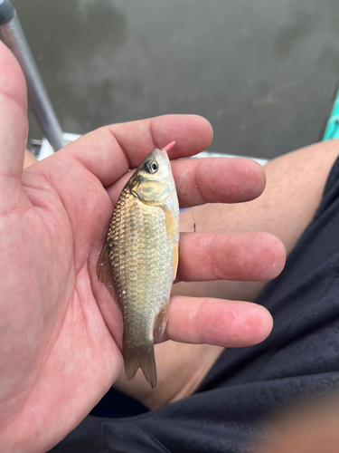 タナゴの釣果