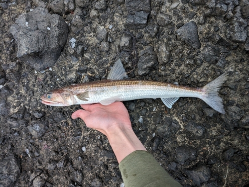 エソの釣果