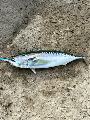 ソウダガツオの釣果