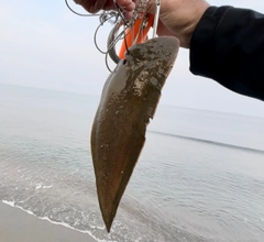 シタビラメの釣果