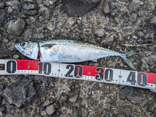 マサバの釣果