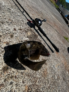 アイナメの釣果