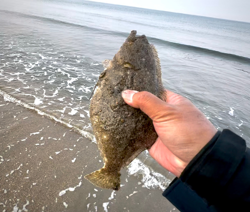 ソゲの釣果