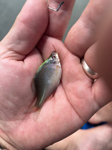 タナゴの釣果