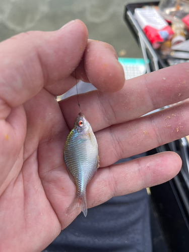 タナゴの釣果