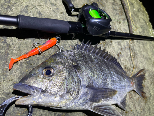 チヌの釣果