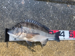 クロダイの釣果