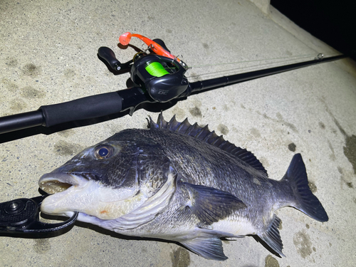 チヌの釣果