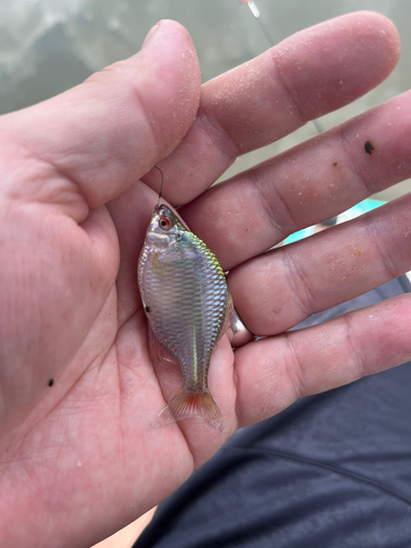 タナゴの釣果