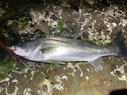 マルスズキの釣果