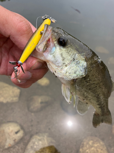 ラージマウスバスの釣果