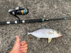 カンパチの釣果