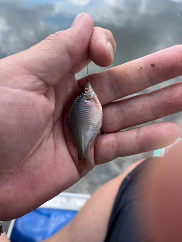 タナゴの釣果