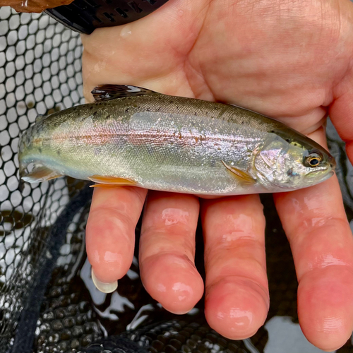 ニジマスの釣果