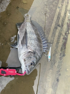 チヌの釣果