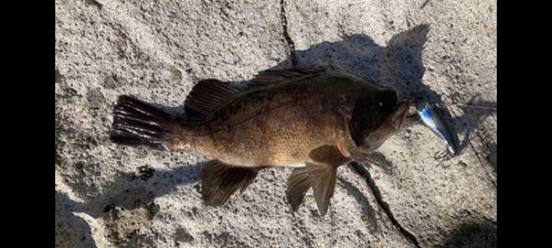 アカメバルの釣果