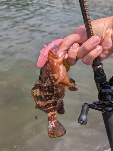 キジハタの釣果