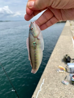 キュウセンの釣果