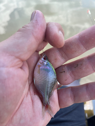 タナゴの釣果