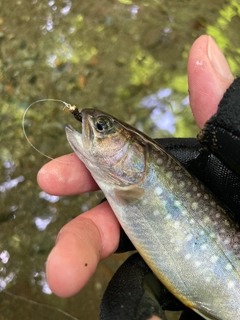 イワナの釣果