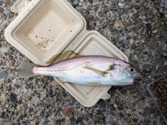 イシモチの釣果