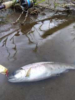 ヤマメの釣果