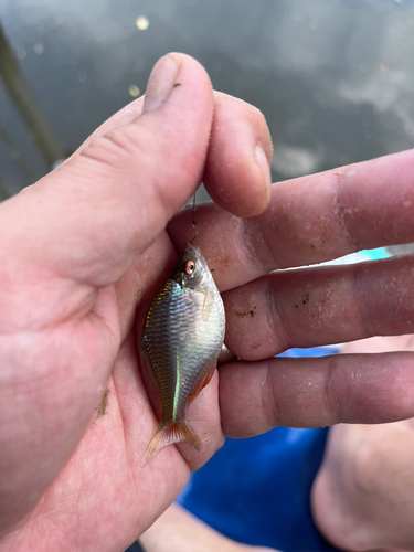 タナゴの釣果