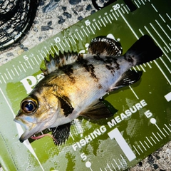 シロメバルの釣果