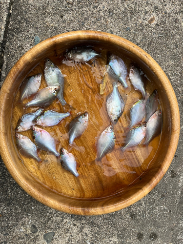 タナゴの釣果