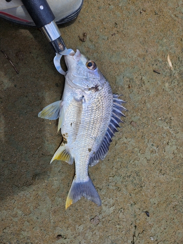 キビレの釣果