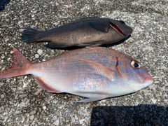 チダイの釣果