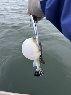 トラフグの釣果