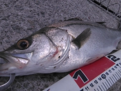 シーバスの釣果