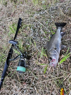 セイゴ（マルスズキ）の釣果