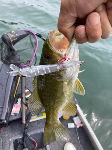 スモールマウスバスの釣果