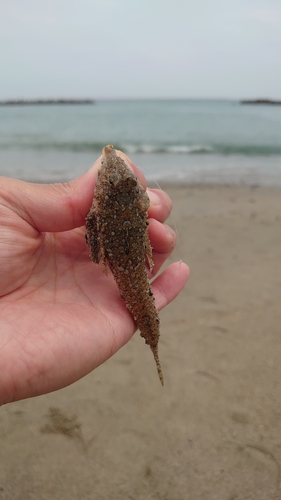 トビヌメリの釣果