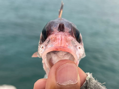 ウケグチイットウダイの釣果