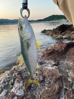 イナダの釣果