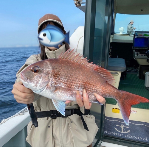 マダイの釣果