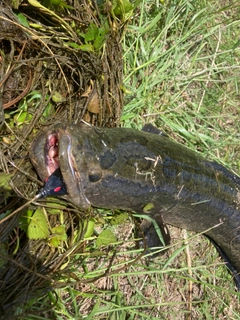 ライギョの釣果