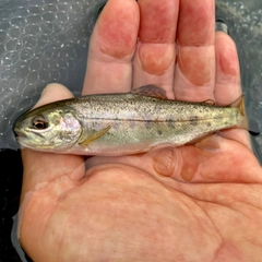 ニジマスの釣果