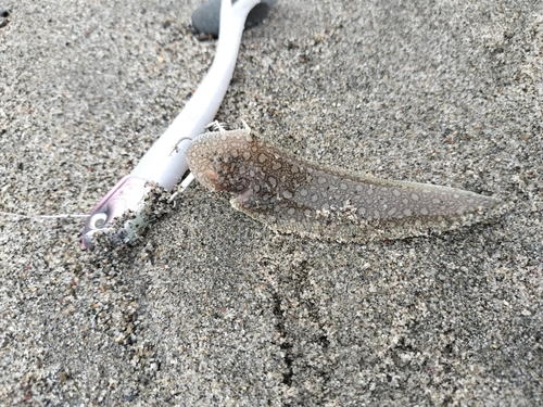 シタビラメの釣果