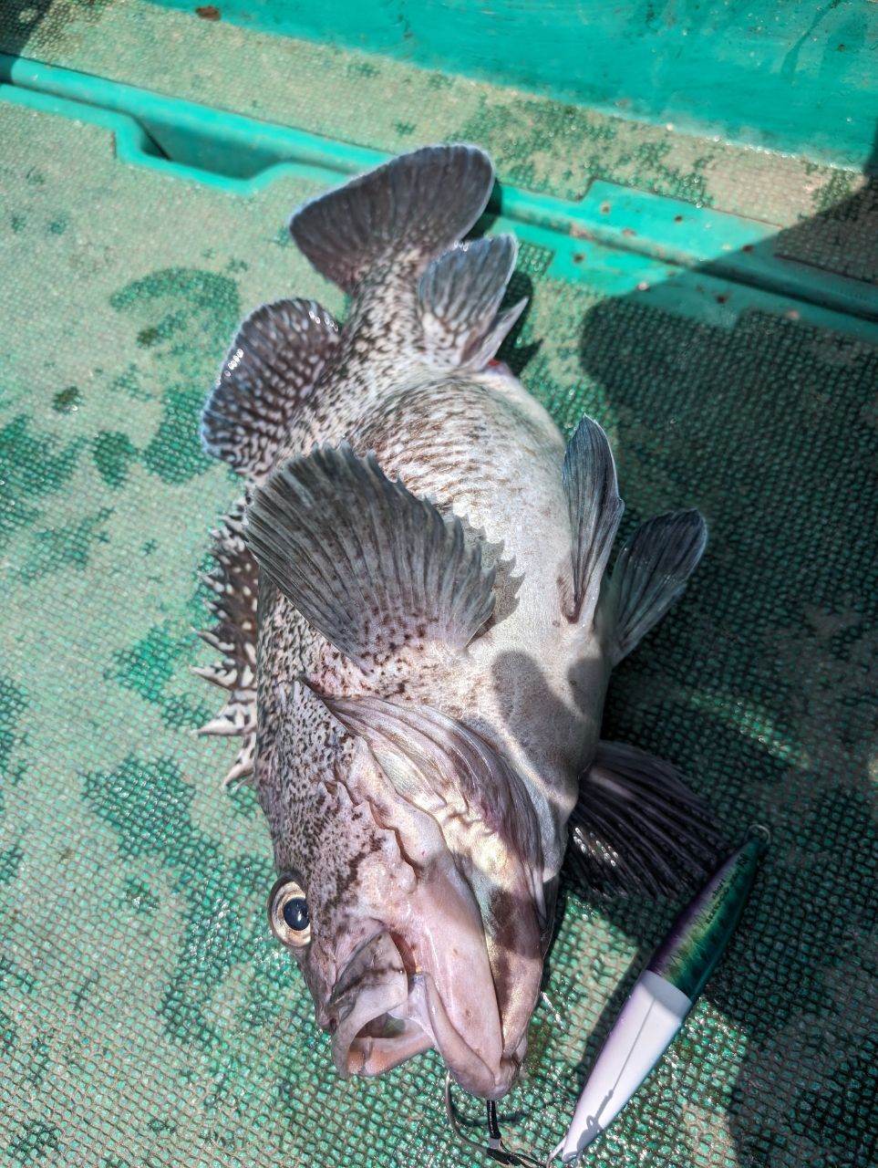 かっちゃんマンさんの釣果 1枚目の画像